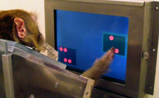 Маймуна прави избор в експеримента за тестване на математическите й умения.