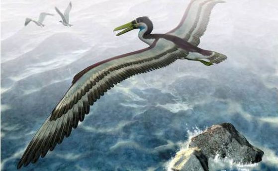Над Антарктика са летели огромни птици с размах на крилата почти 7 м