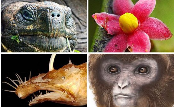 Кои са 10-те най-интересни и необичайни същества, открити през 2015