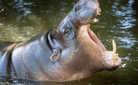 Двойка хипопотами джуджета гостуват в Софийския зоопарк