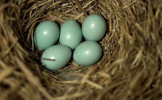 Защо някои птици снасят сини яйца