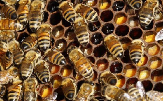 Намериха африкански пчели, които се размножават без мъжки