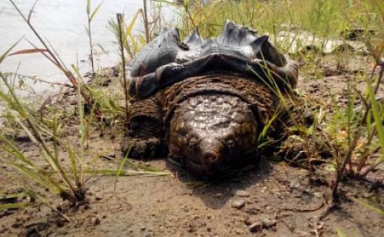 Екзотични нашественици в руския Далечен изток - кайманови и алигаторови костенурки
