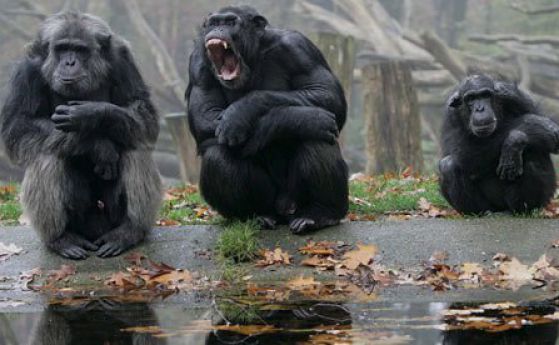 Политиците и шимпанзетата: По какво си прилича поведението им