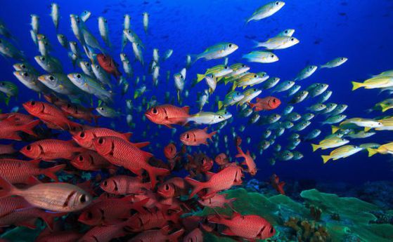 Учени търсят начин да спрат унищожаването на кораловите рифове