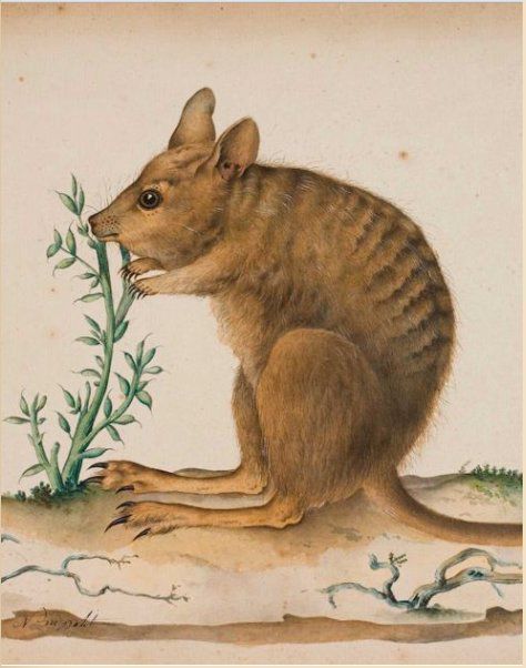 what-good-is-wallaby