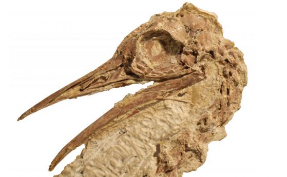 Намериха вкаменелости на 50 млн. години от птица, подобна на щраусите