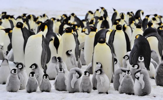 Пингвински колонии са в риск заради изригването на вулкан