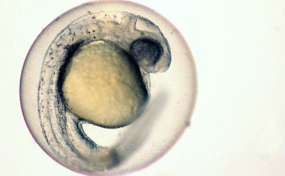 За първи път замразен ембрион е върнат към живот