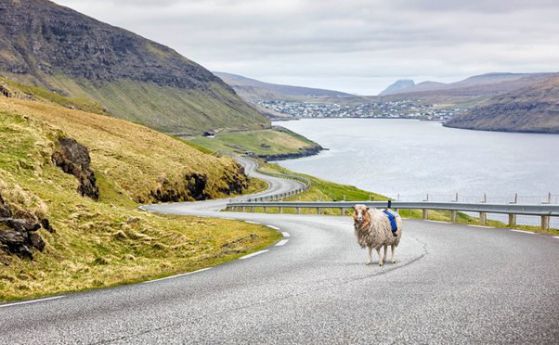 Кампания с овце призовава Google да снима Фарьорските острови (видео)