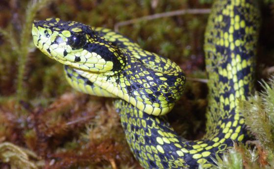 Учени откриха нов вид отровни змии