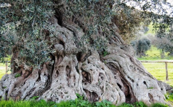 Заради анти-ГМО настроения Италия може да загуби маслиновите си дървета 