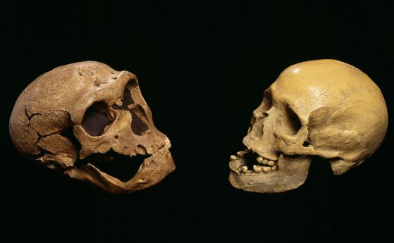 Неандерталските мозъци може да са се развили точно като нашите