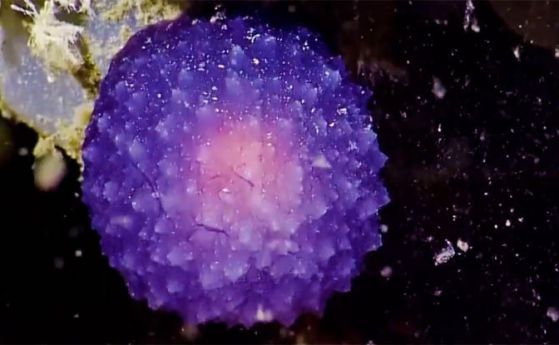 Мистериозна лилава топка се появи в океана (видео)