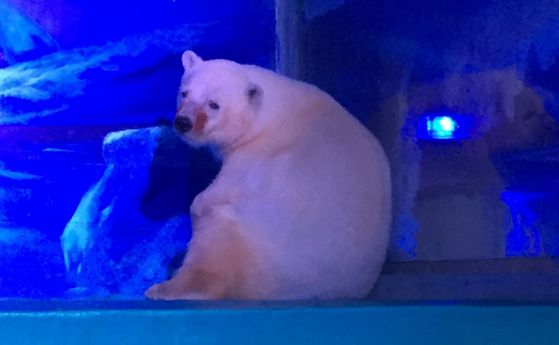 Най-тъжната мечка в света живее в китайски мол (видео)