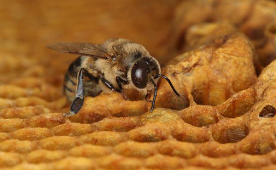 Инсектициди увреждат пчелните сперматозоиди