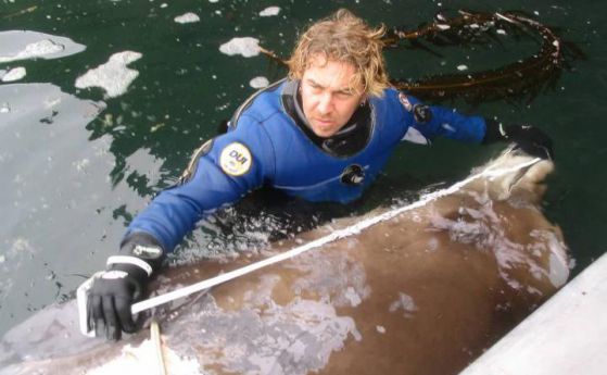 Учени откриха нов вид клюномуцунести китове