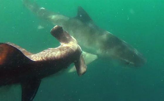 Видео: две акули в епична битка
