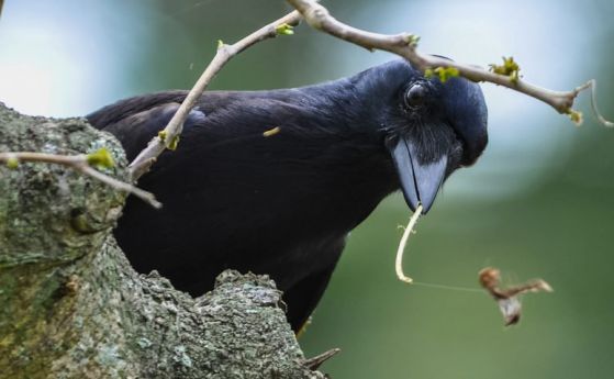 Учените опровергаха изключителния интелект на новокаледонските врани (видео)
