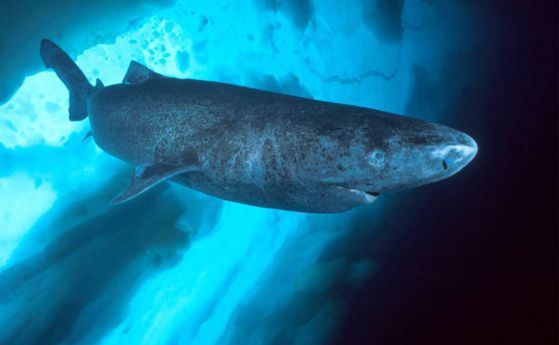 Гренландската акула може да живее повече от 400 години (видео)