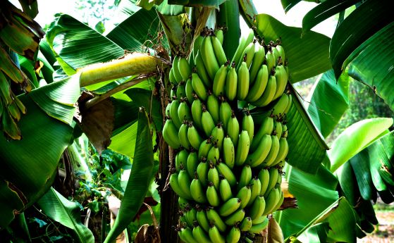 Учените ще предотвратят изчезването на бананите