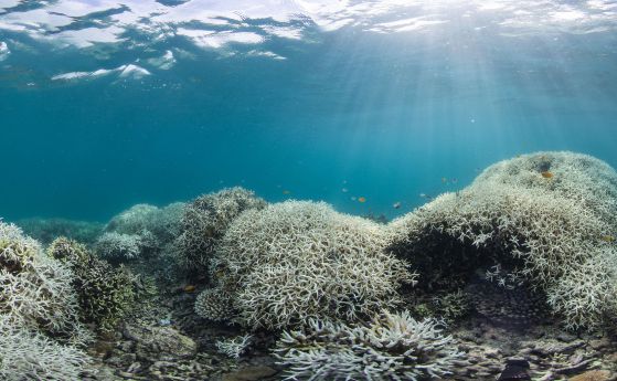 Видео: Избеляването и гибелта на коралите