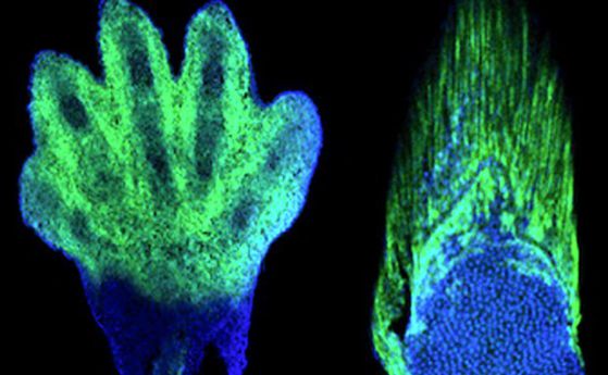 Открити са гените, свързващи човешките пръсти и перките на рибите