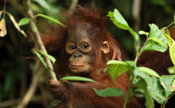 Орангутаните могат да изчезнат за 25 години