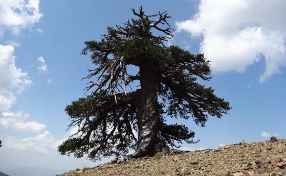 Най-старото дърво в Европа расте в Гърция 