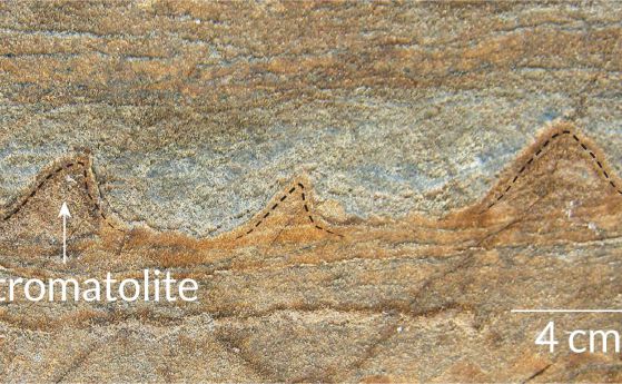 Намерени са най-древните вкаменелости на организми на Земята 