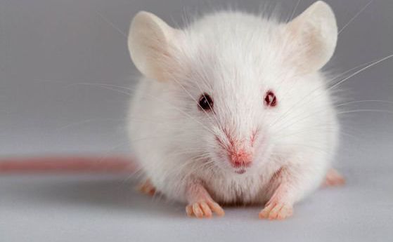 Мишки са излекувани от рак чрез генно редактиране. Скоро - тестове върху хора