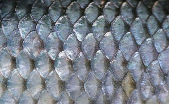 Индийци изобретиха наногенератори от рибешки люспи