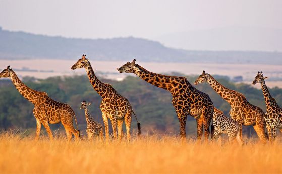 Изненада! Жирафите са всъщност четири вида, а не един