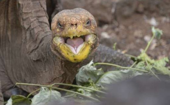 Секс машината Диего, която спаси вида на гигантските костенурки от изчезване