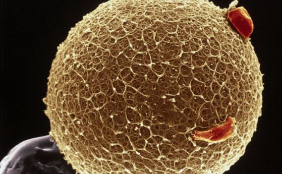 Учените правят ембриони от клетки, които не са яйцеклетки