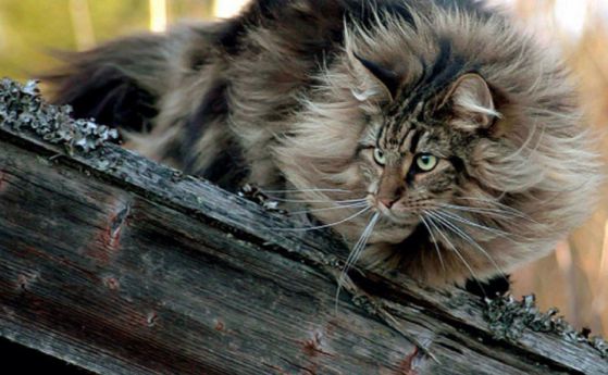 Котките са плавали с викингите, за да завладеят света, разкрива генетично изследване