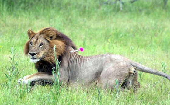 На пет диви лъвици им е пораснала грива и се държат като мъжки