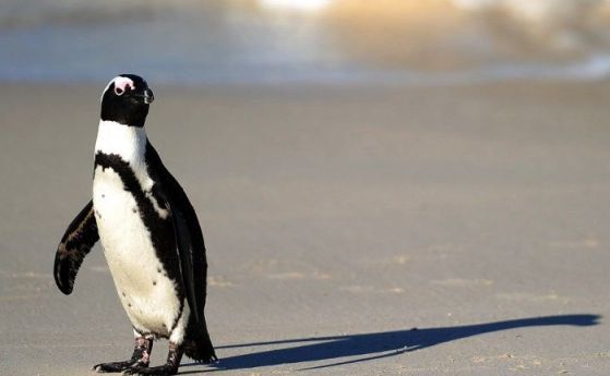 Екозащитници "освободиха" пингвин, с което го обрекоха на смърт (видео)