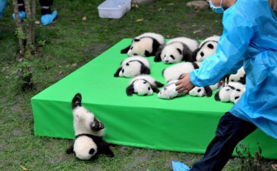 Китайците показаха 23 бебета панди (видео)