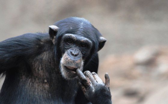 Маймуните разбират кога другите ще бъдат заблудени (видео)