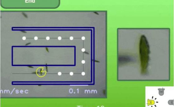 Да поиграем на футбол и Pac-Man с живи зелени еуглени (видео)