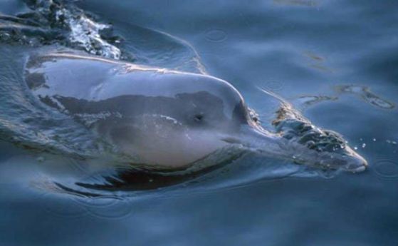 В Китай е забелязан речен делфин, смятан за изчезнал вид