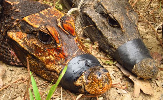 Странни оранжеви крокодили ловуват прилепи в пещери в Габон