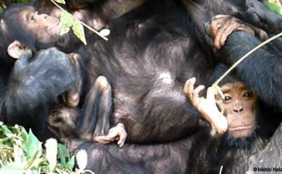 Шимпанзе полага грижи за детето си с увреждания (видео)