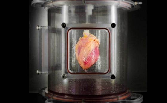 Отгледаха 73 биещи човешки сърца в пълен размер от стволови клетки