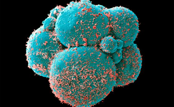 От кожни клетки са създадени жизнеспособни яйцеклетки в лаборатория. Раждат се здрави бебета мишки