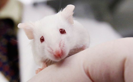 Стари мишки са подмладени с кръвта на 18-годишни доброволци