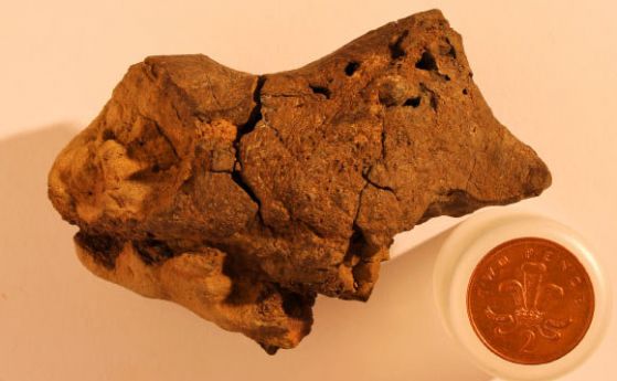 За първи път е намерен фосилизиран мозък на динозавър