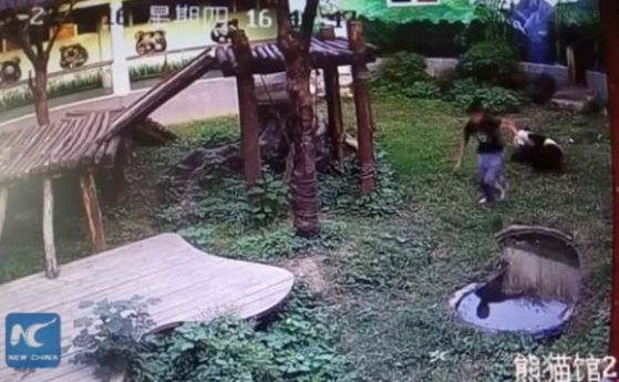 Посетител на зоопарк нападна гигантска панда (видео)