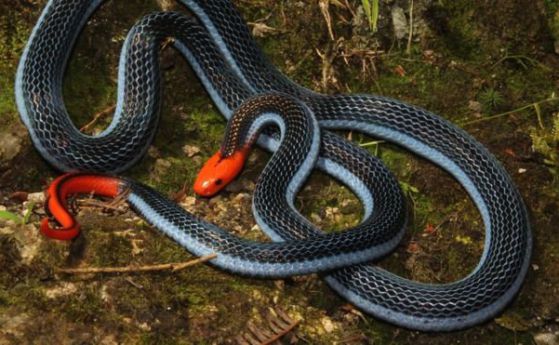 Змията с най-големите отровни жлези - "убиецът на убийците" (видео)